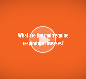 What are the mian equine respiratory diseases?