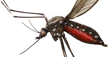 Stock photo of mosquito
