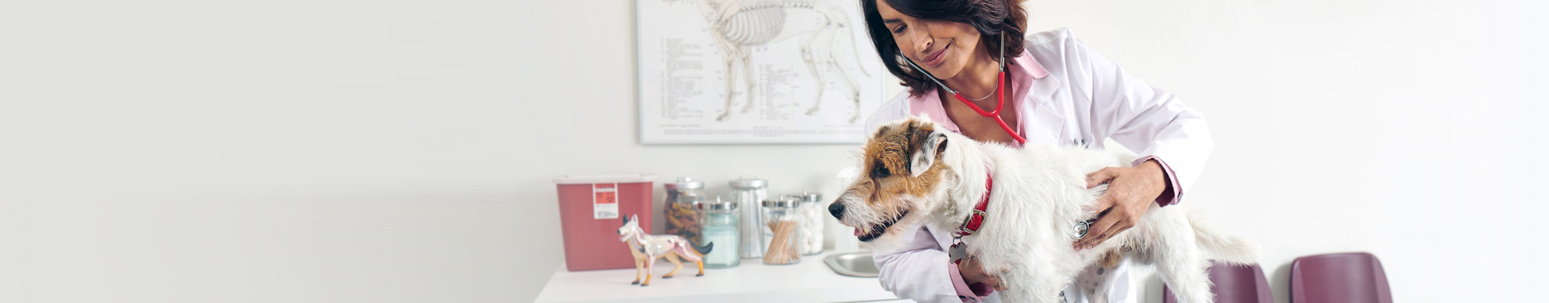 Vet with dog