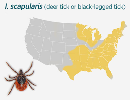I. scapularis (deer tick or black-legged tick)