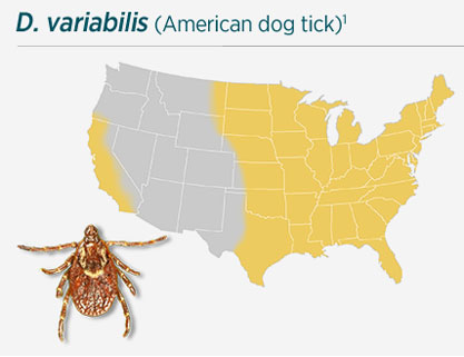 D. variabilis (American dog tick)
