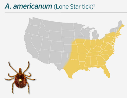 A. americanum (Lone Star tick)