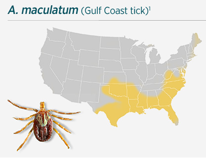 A. maculatum (Gulf Coast tick)