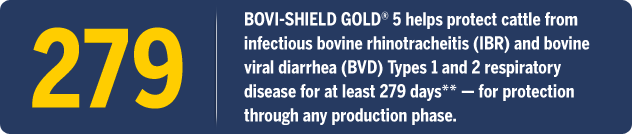 Bovi-Shield Gold Beef banner- 278 days